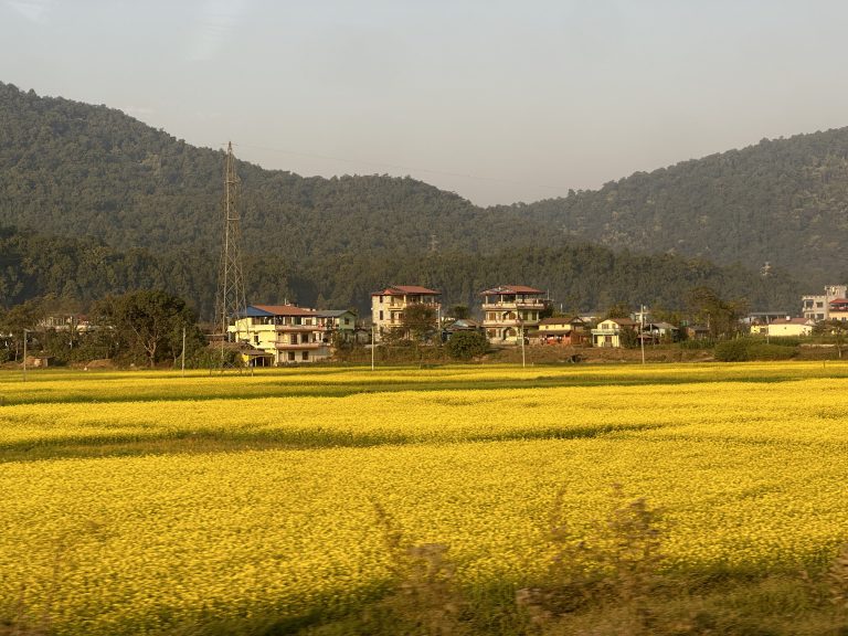 Even the nature tells us when the hard time is over. Yellow Mustard field that gave me sign of my good time and optimism. Hope same does for everyone. Pic taken at Nawalparasi, Nepal.