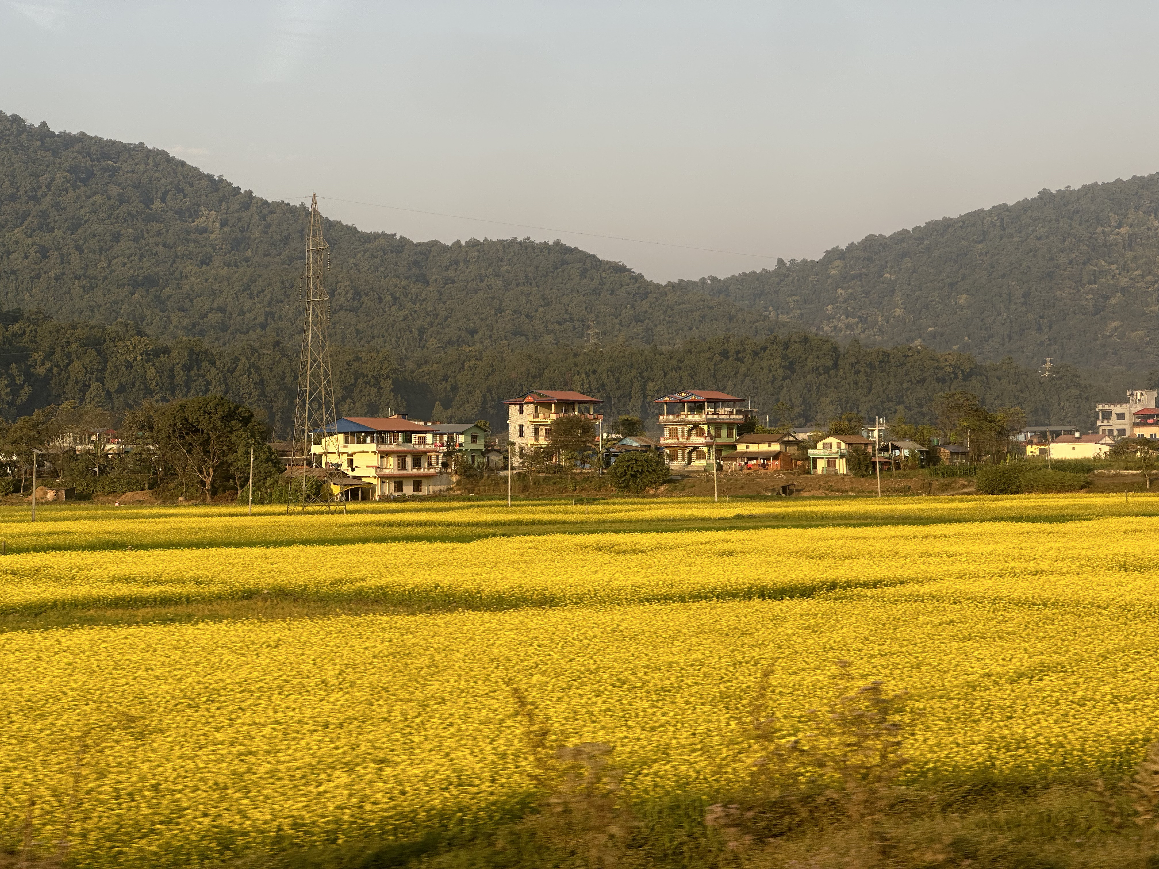 Even the nature tells us when the hard time is over. Yellow Mustard field that gave me sign of my good time and optimism. Hope same does for everyone. Pic taken at Nawalparasi, Nepal.