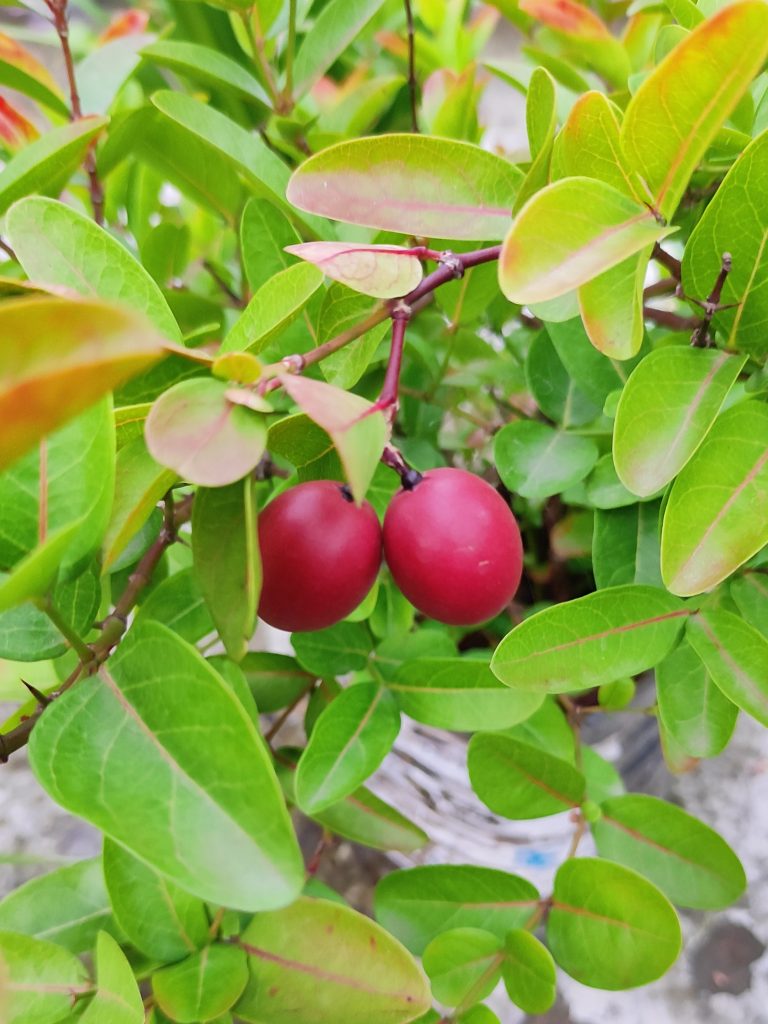 Plant – Carissa carandas