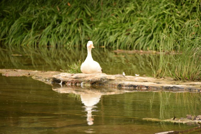 Duck in the mountain river