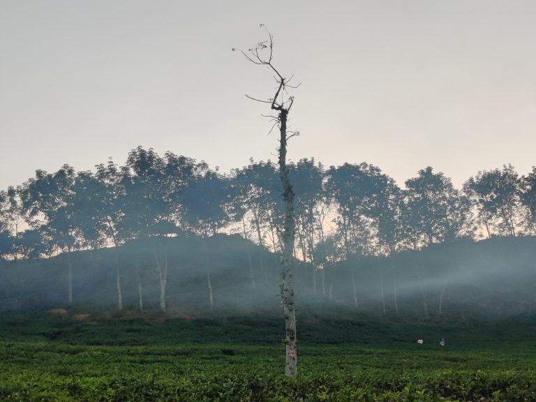 Sylhet Lakkatura Tea State in a winter evening.