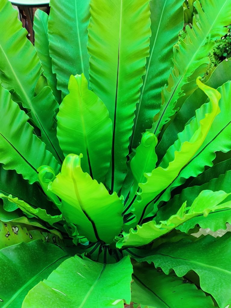 Plant – Bird’s-nest fern