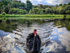 Black swan swimming and facing camera with trees in the background
