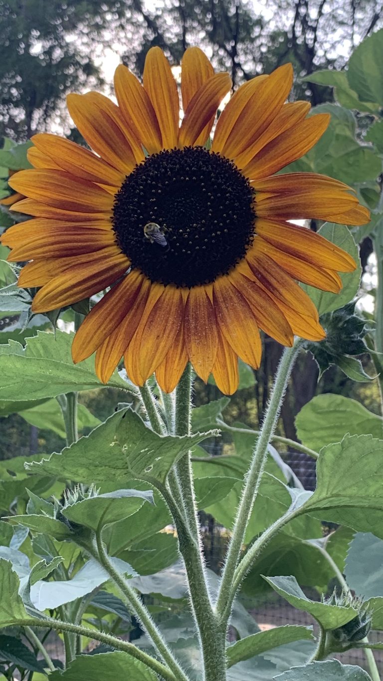 Sunflower in Garden