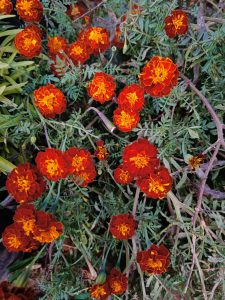 Flower of hybrid marigold
