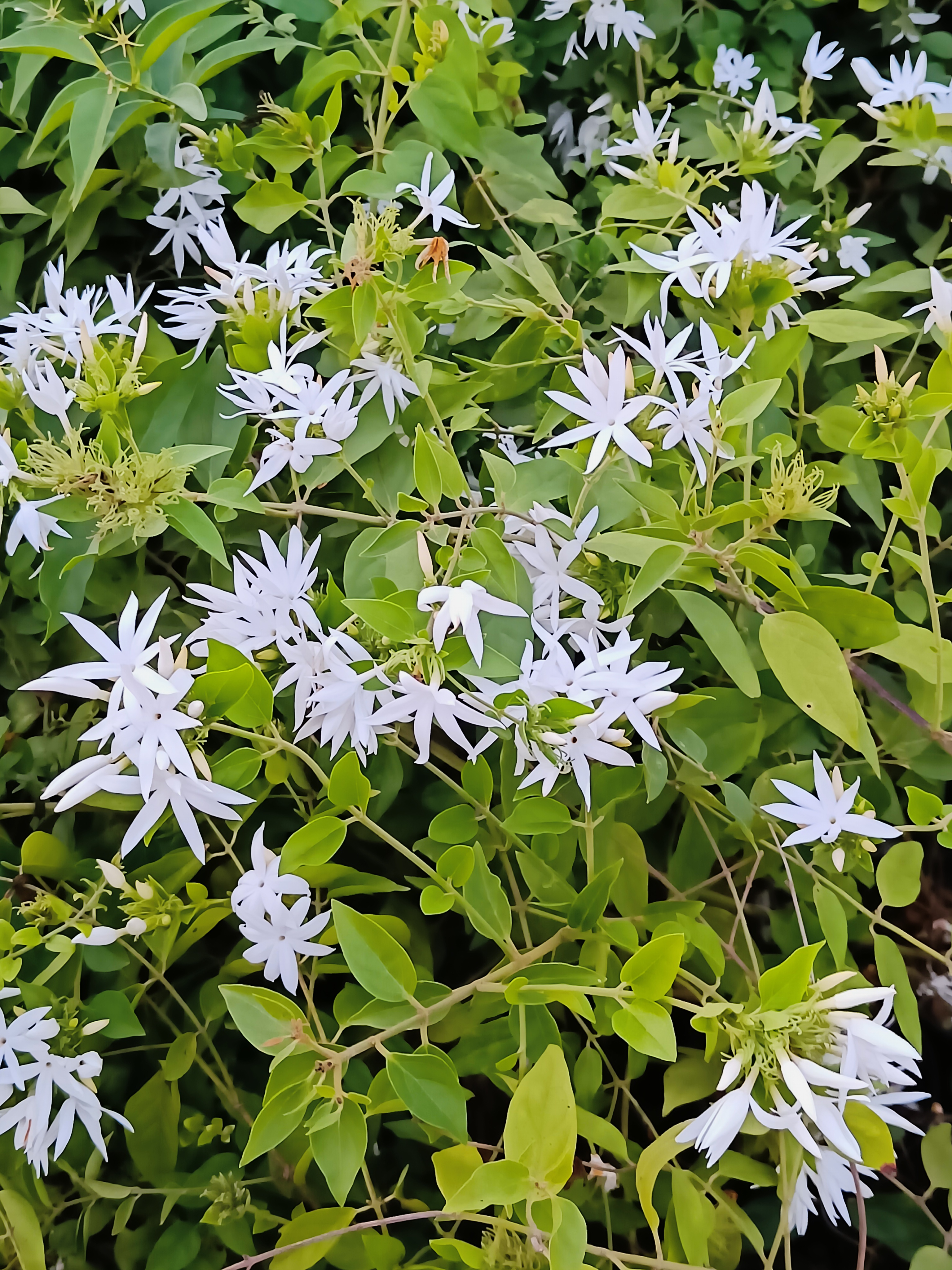 Flower of Jasmine