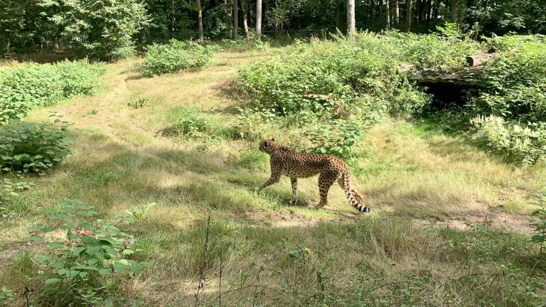 A cheetah walking