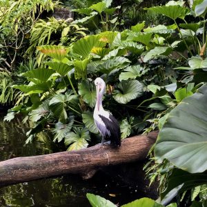 Tropical Pelikan bird