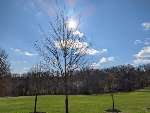 The sun in a blue sky behind a tree with no leaves