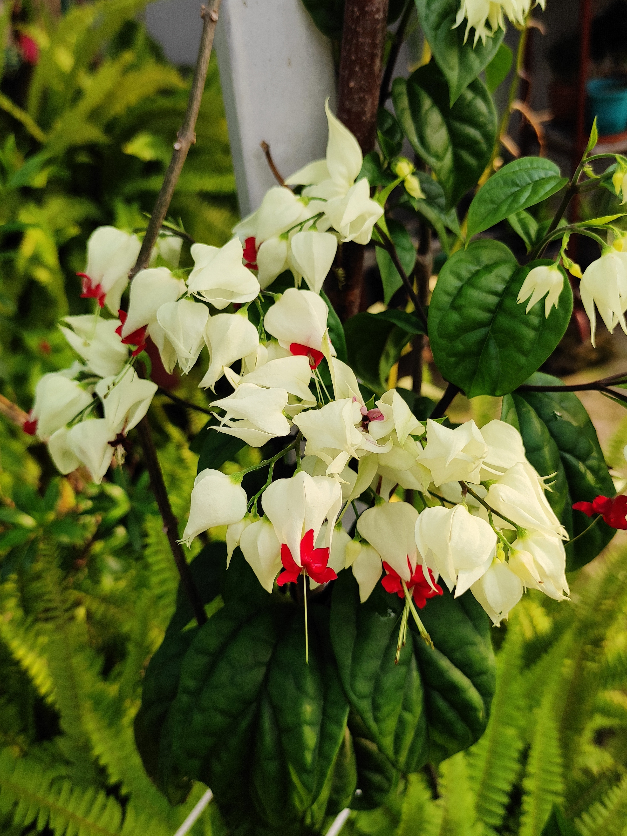 Flower - Tropical Bleeding Heart