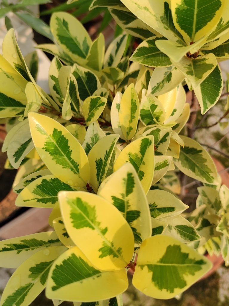 Plant – Ficus radicans