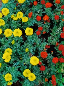 Group of red and yellow colour flowers
