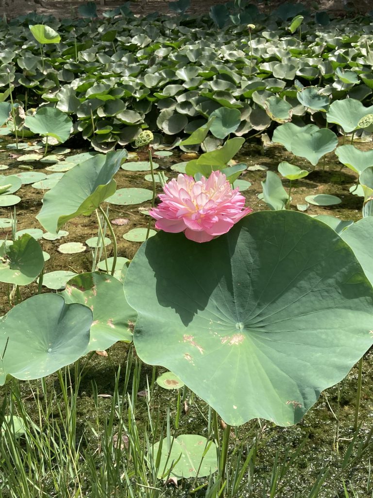 Lotus