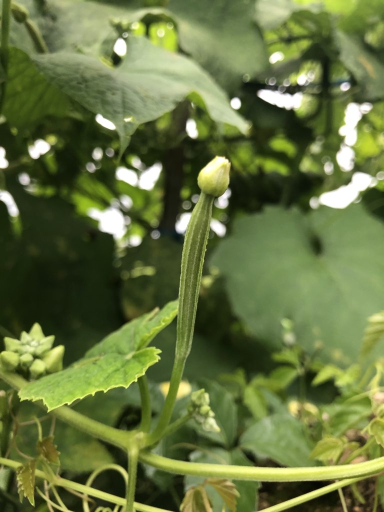 Young luffa acutangula