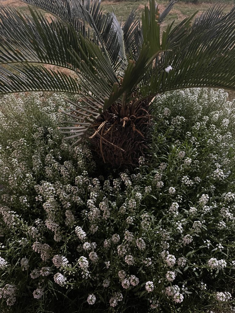 White flowers and plants