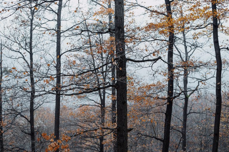 nature view with tree