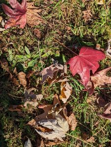 A red leaf in the grass
