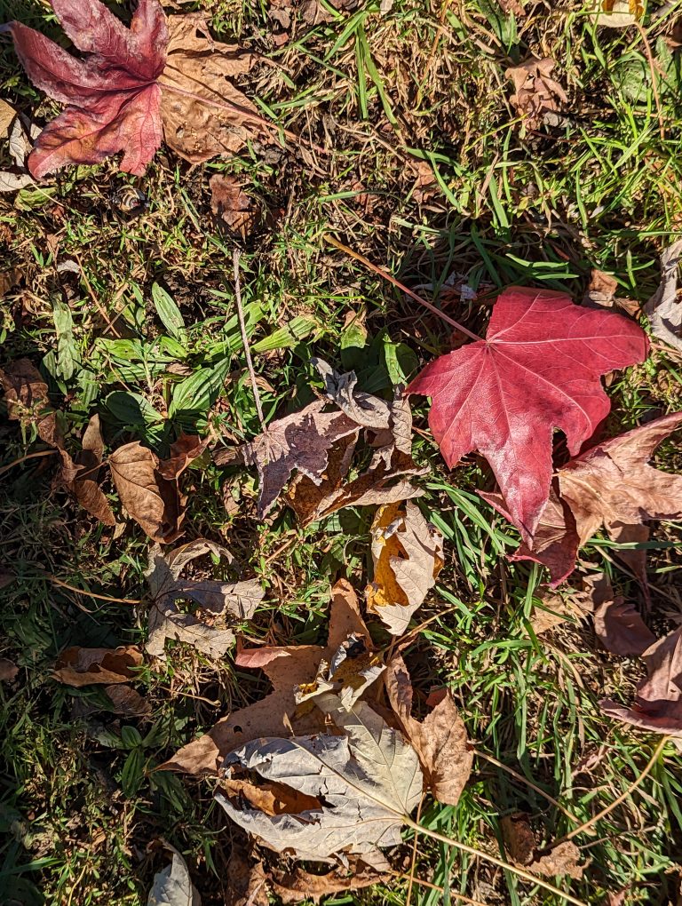 A red leaf in the grass