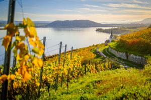 Sunset view of autumnal vineyards and a church on the shores of a large lake (Lake Biel) in Switzerland.
