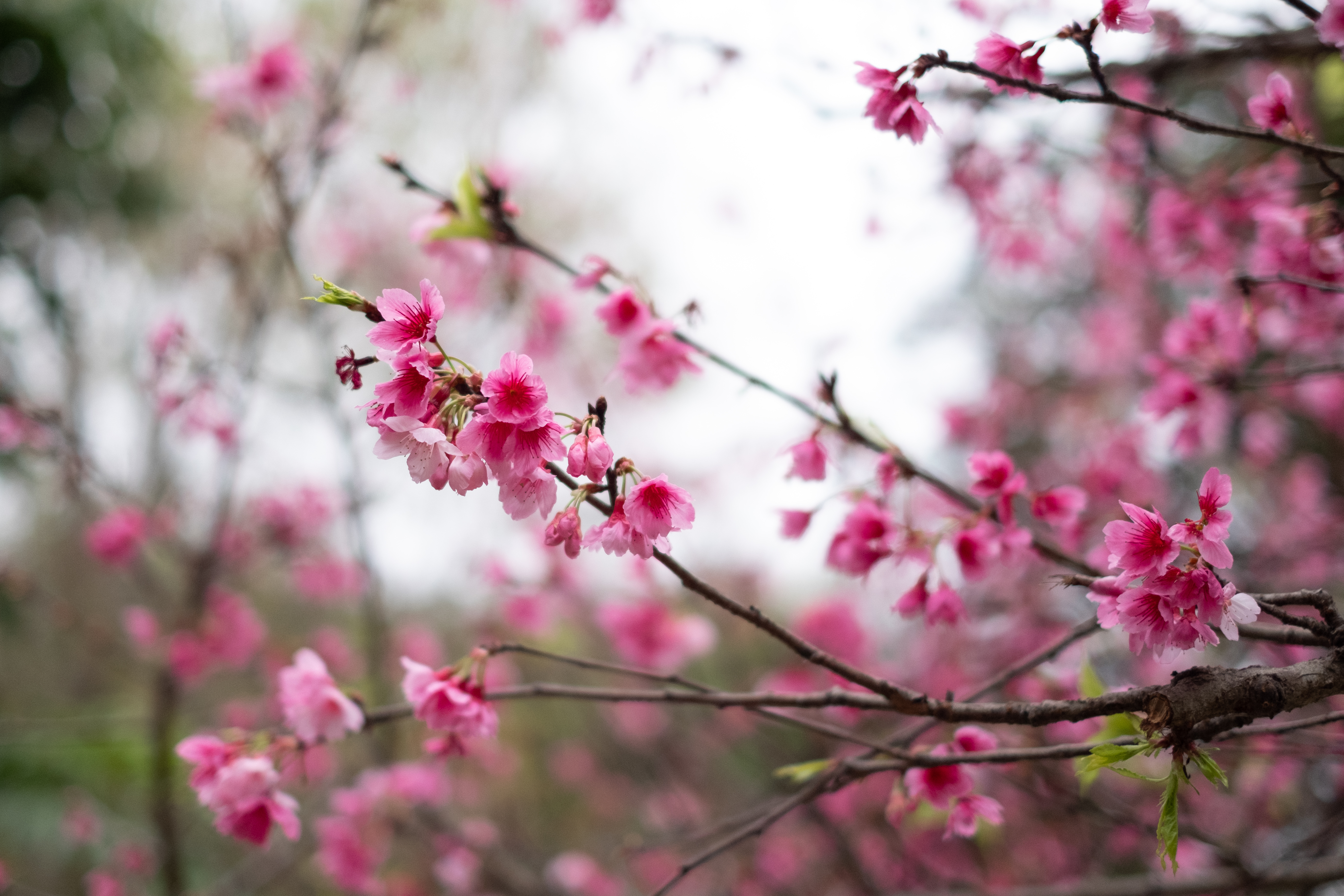 Cherry blossoms taken with a macro lens.