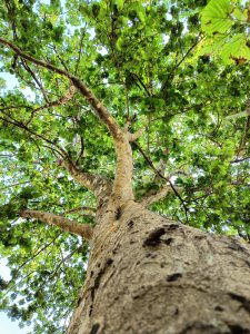 Tree,leaves