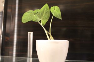 Plant in a white pot