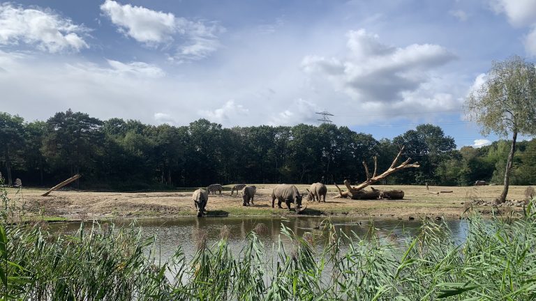 Rhinos drinking water