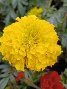 Flower of marigold