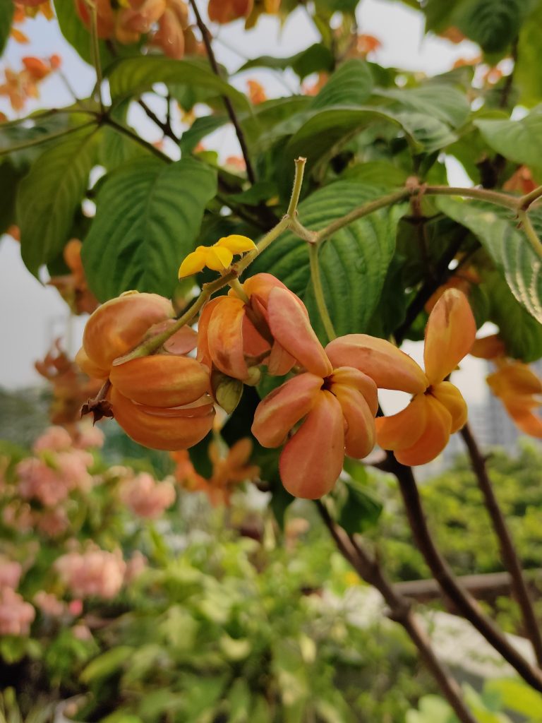 Flower – Mussaenda philippica calcutta