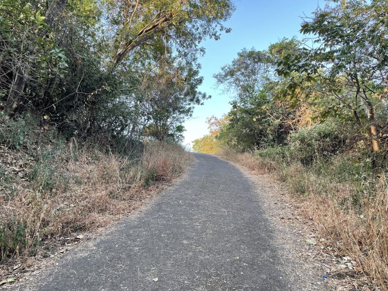 Road from jungle, cement road in jungle, forest road, trekking road, empty road