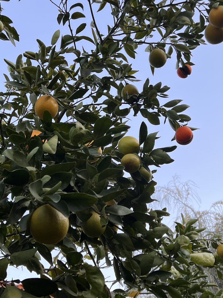 Orange tree, Los Angeles