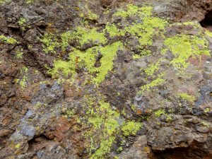 green lichen on lava rock
