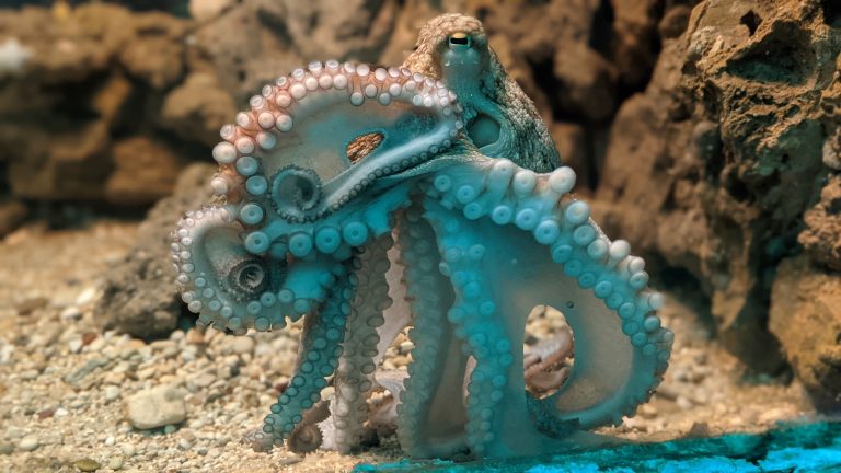 Octopus