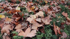 Fallen autumn leaves
