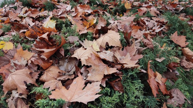 Fallen autumn leaves