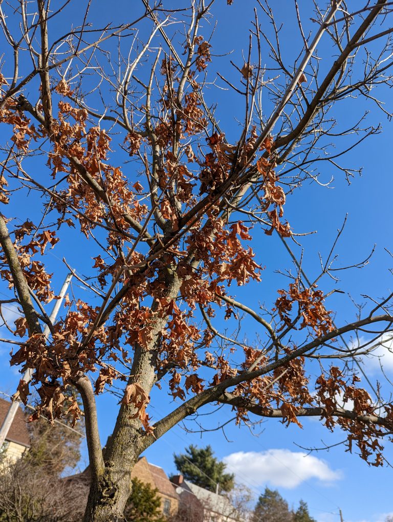 Red leaves on a tree