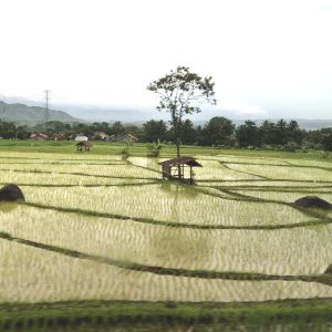 Beautiful sawah