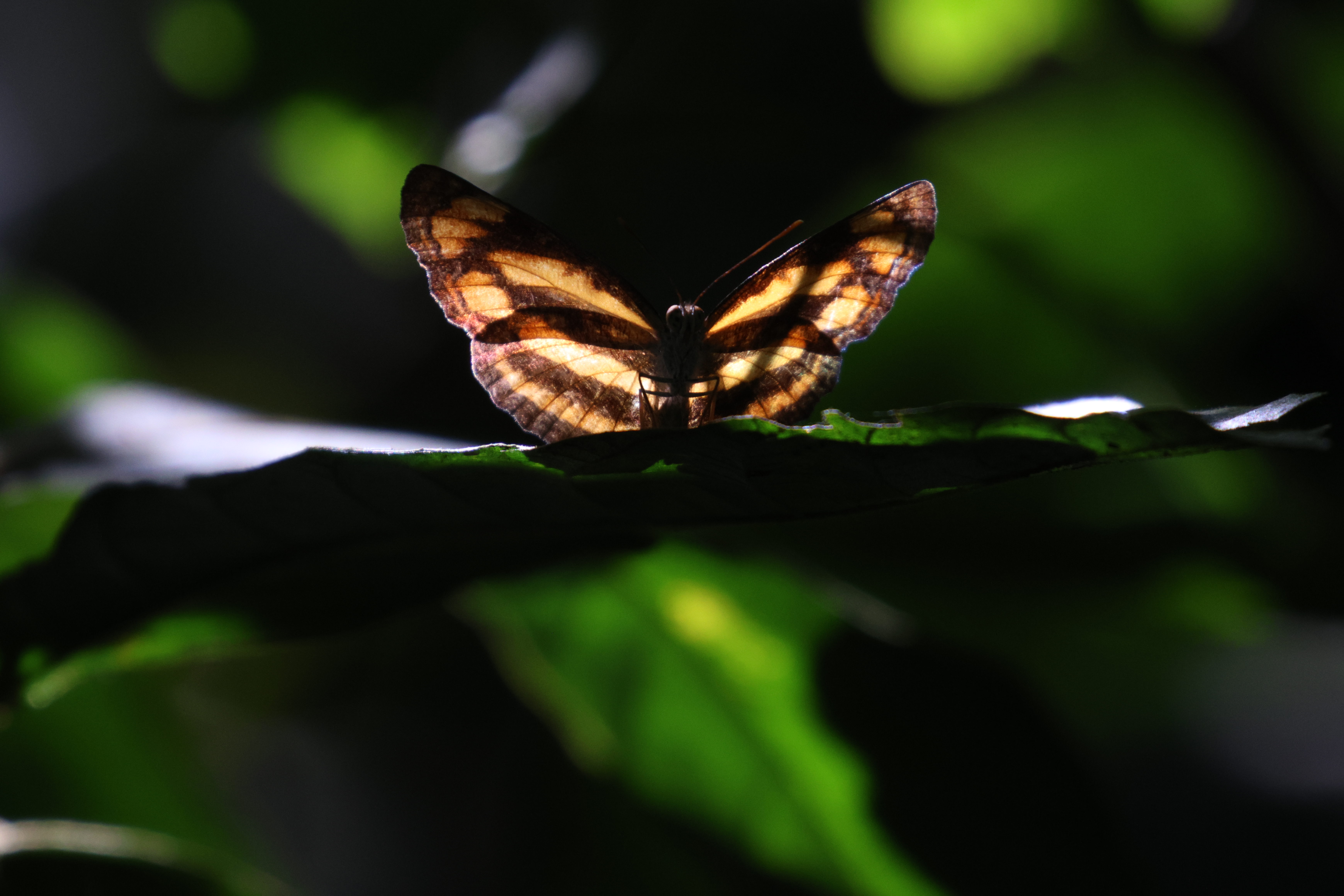 Location : Satchhari National Park, Habiganj, Sylhet, Bangladesh. Device: Canon R7, lense Canon 100-400 mm IS ii. Date: November 2022