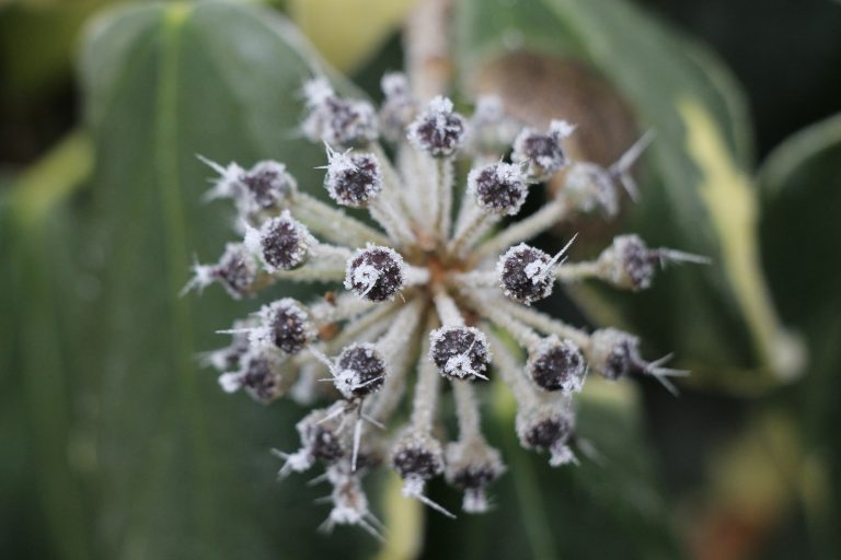 Frosted flower on a nice walk