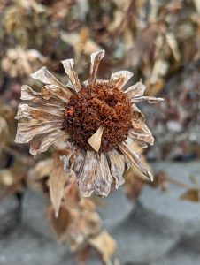 A flower that is dried out
