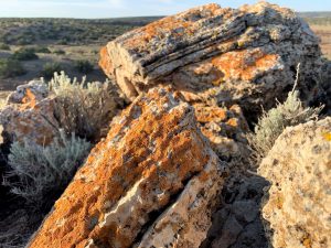 rocks with orange fungi in arizona desert
