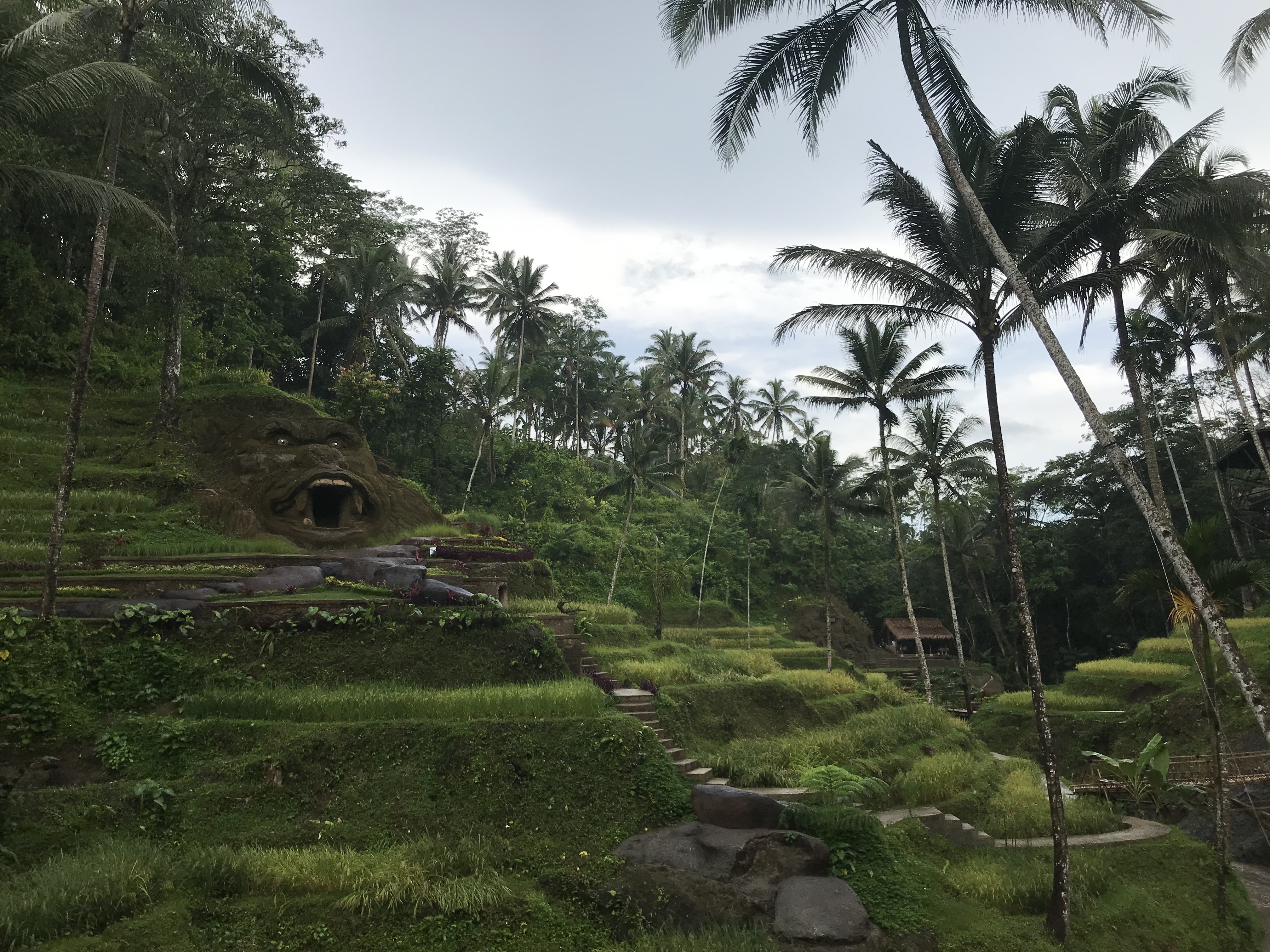 Tea Garden Bali Indonesia