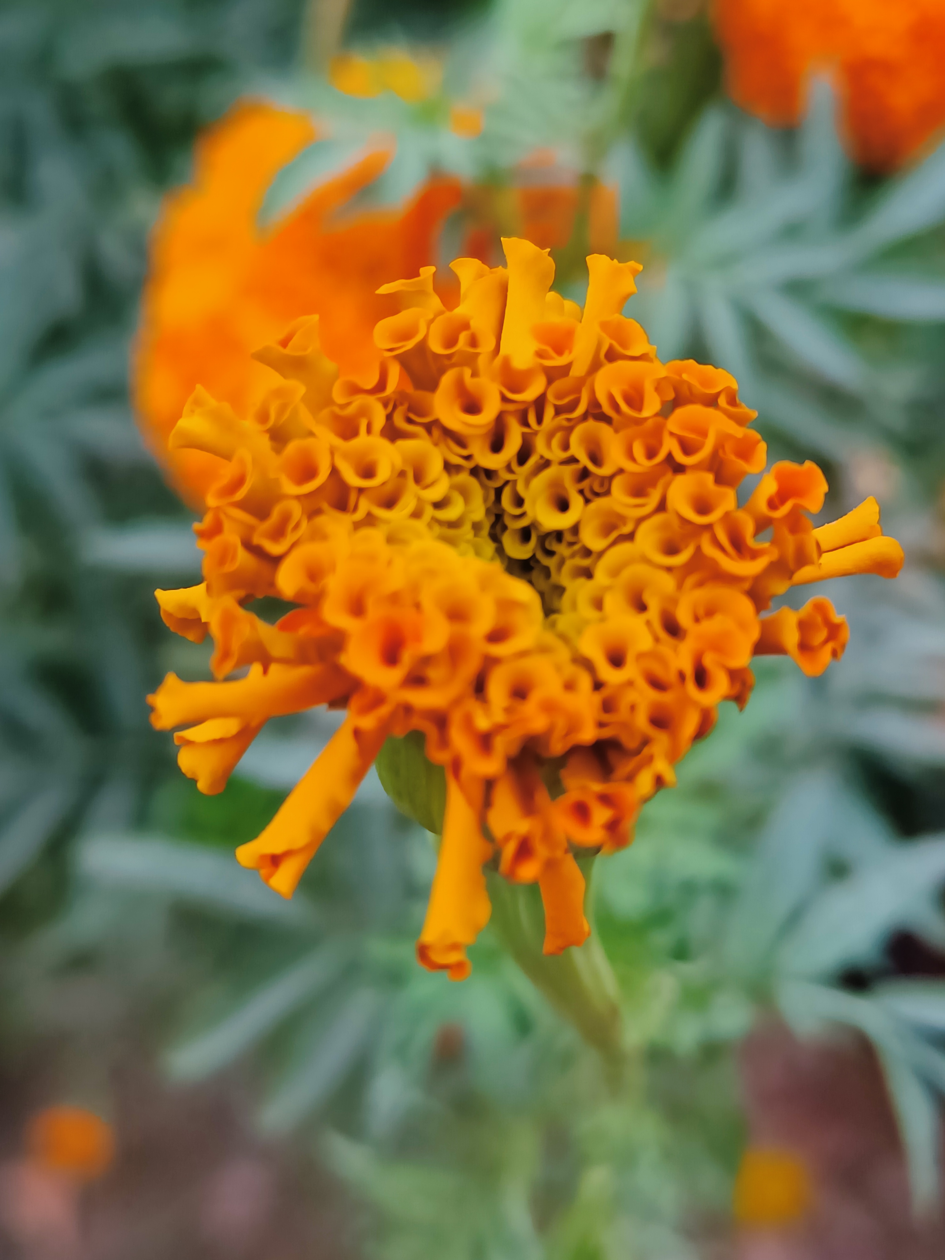 Orange flower