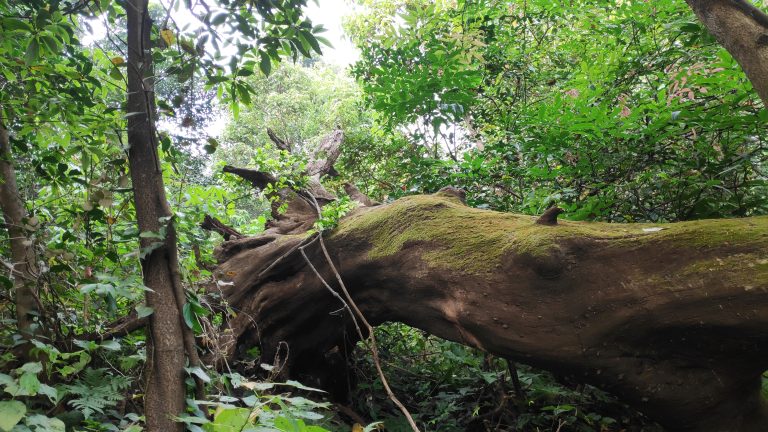 Bark, Tree, Forest