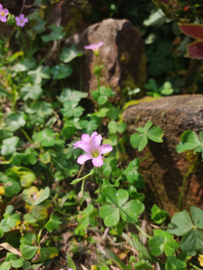 Clover flower