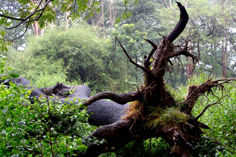 Fallen tree in a forest.