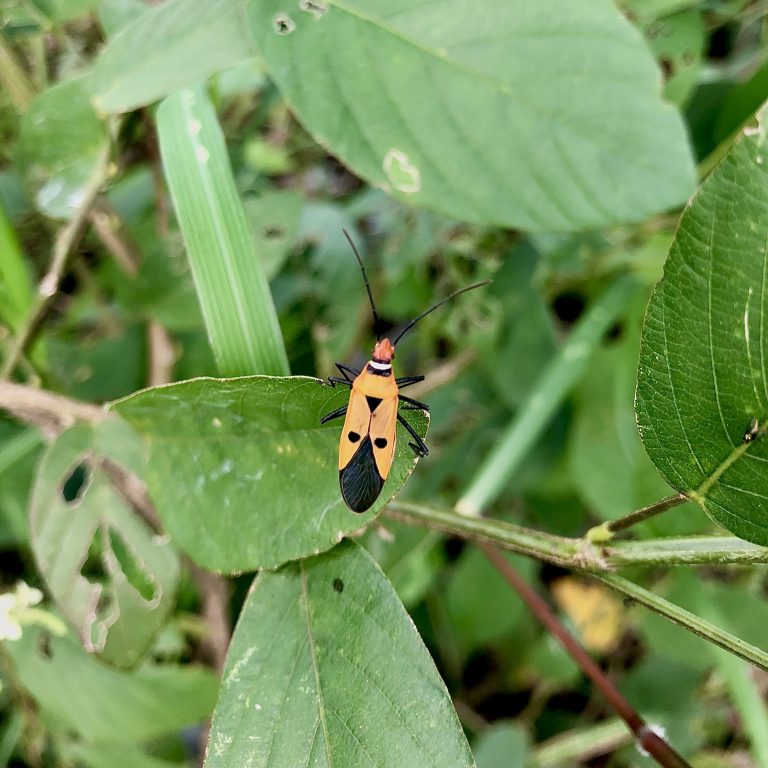 Dysdercus cingulatus