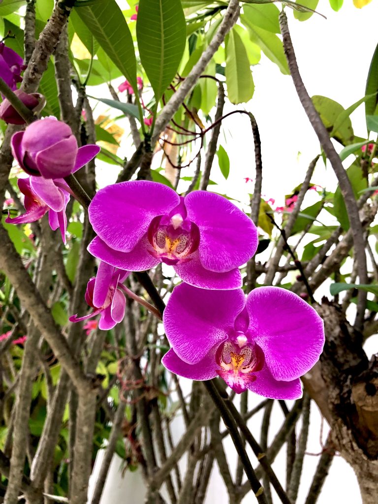 Blooming Orchid