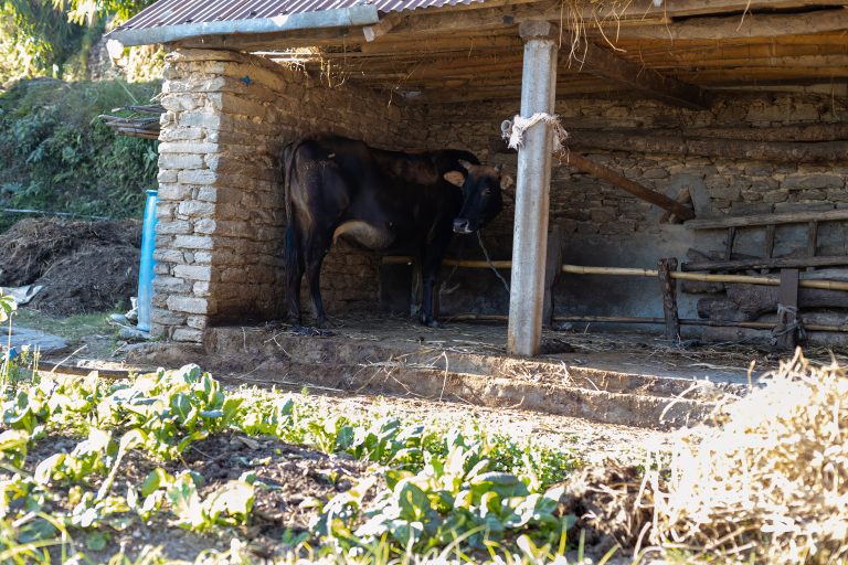 A cow hanging out in a little shed halfway up the mountain to the Shiva Statue near Pokhara, Nepal