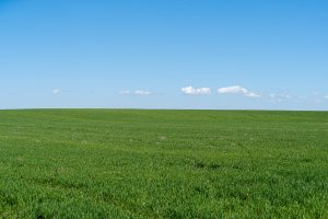 Photo of a green grass field with blue sky and a few clouds.